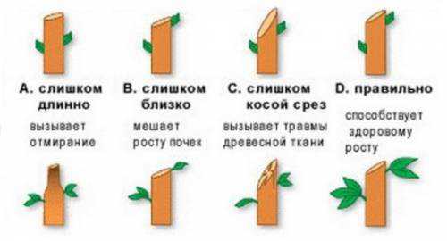 зачем беременным назначают электрофорез с магнезией и витамином в1